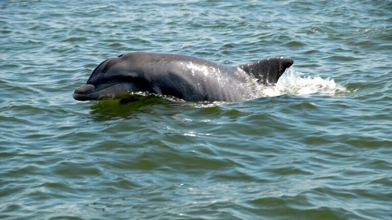 Panama City Beach Dolphin Tours