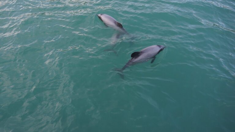 Panama City Beach Dolphin Tours