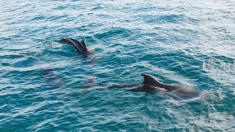 Panama City Beach Dolphin Tours